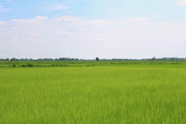 Foto vista panorâmica do campo contra o céu