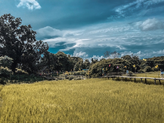 Foto vista panorâmica do campo contra o céu