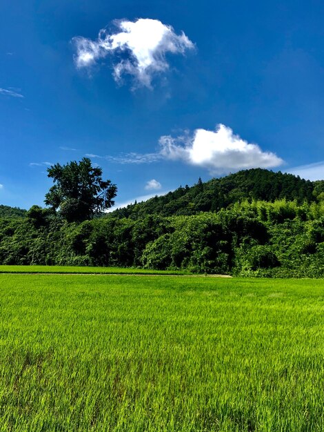 Foto vista panorâmica do campo contra o céu