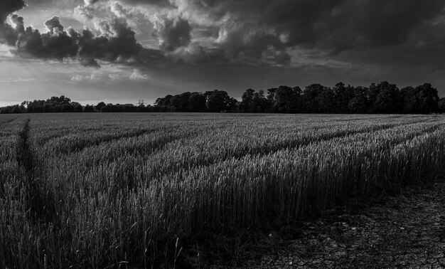 Foto vista panorâmica do campo contra o céu