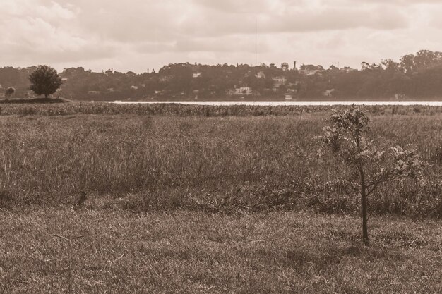 Foto vista panorâmica do campo contra o céu