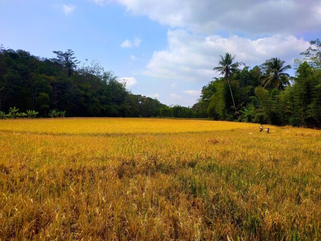 Foto vista panorâmica do campo contra o céu