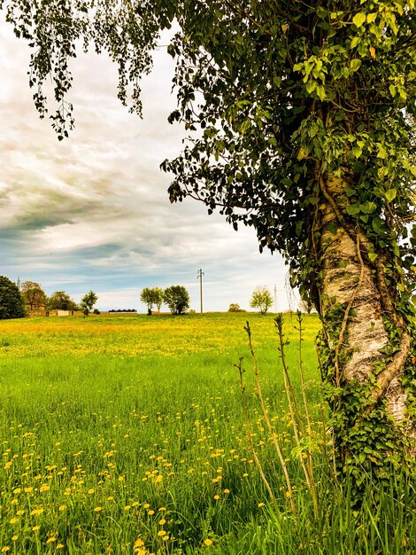 Foto vista panorâmica do campo contra o céu