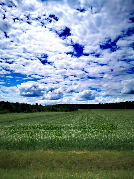 Vista panorâmica do campo contra o céu