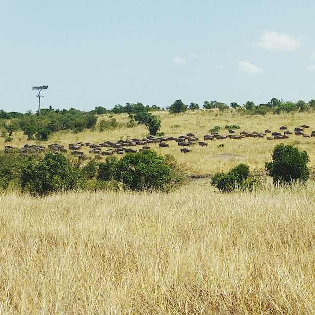 Foto vista panorâmica do campo contra o céu