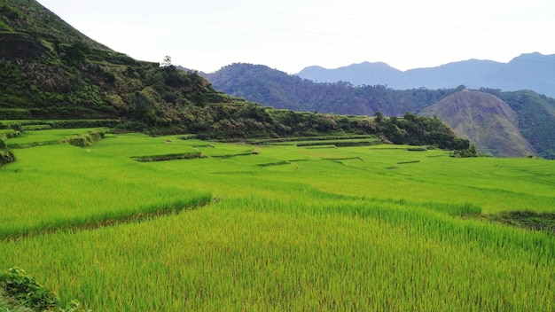Vista panorâmica do campo de arroz