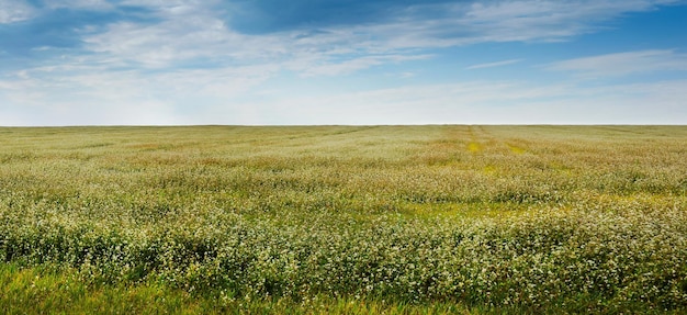 Vista panorâmica do campo de trigo sarraceno no fundo do céu azul