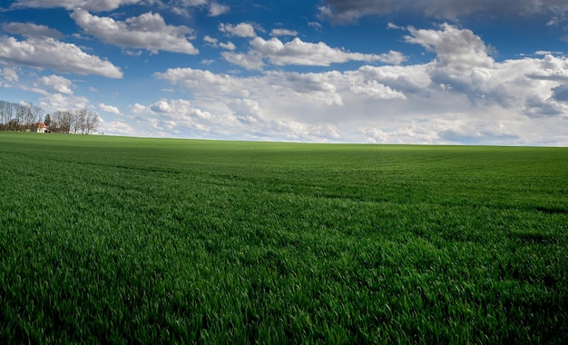 Vista panorâmica do campo de trigo verde e céu pitoresco com nuvens de tempestade no bosque de primavera e cabana no horizonte