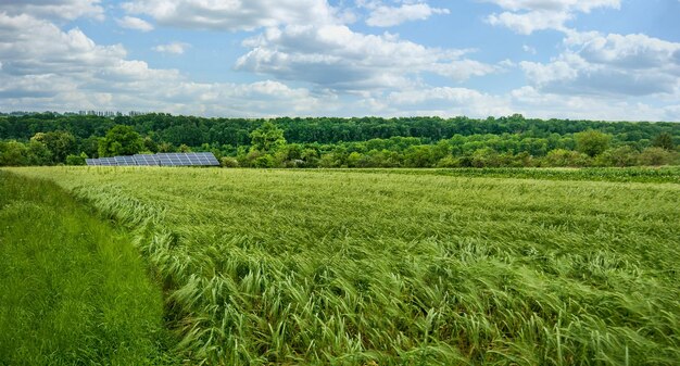 Vista panorâmica do campo de trigo verde e painéis solares sob lindo céu com nuvens