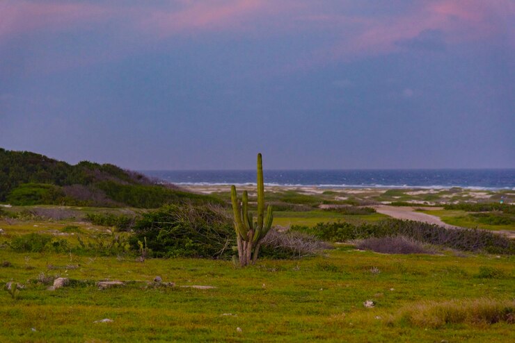 Foto vista panorâmica do campo e do mar