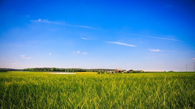 Vista panorâmica do campo gasoso contra o céu