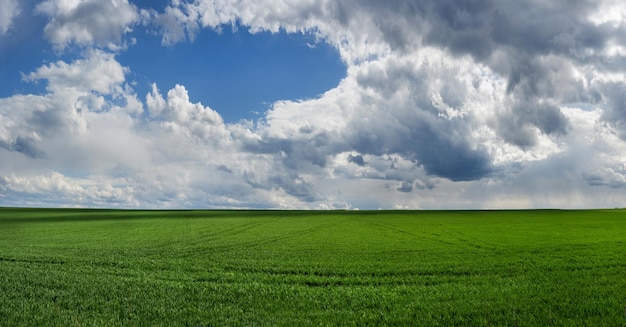 Vista panorâmica do campo verde com céu pitoresco com nuvens no campo de trigo plantado na primavera