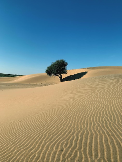 Foto vista panorâmica do deserto contra o céu azul claro