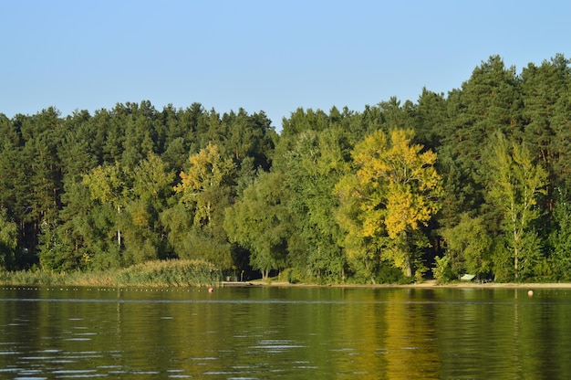 Foto vista panorâmica do lago na floresta contra o céu limpo