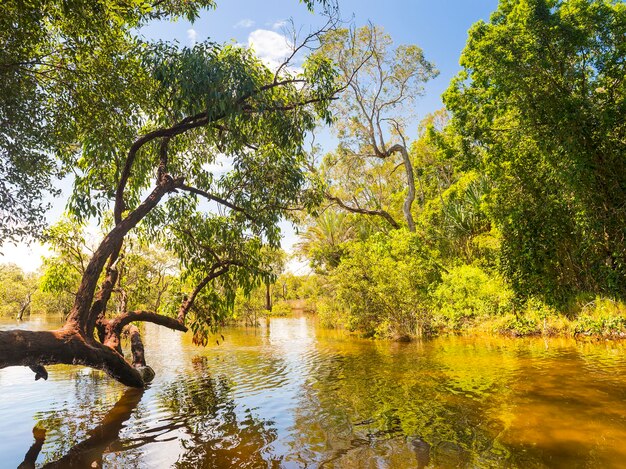 Foto vista panorâmica do lago na floresta contra o céu