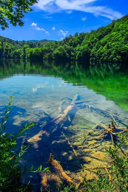 Foto vista panorâmica do lago na floresta contra o céu