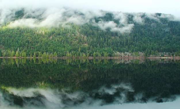 Vista panorâmica do lago pela floresta