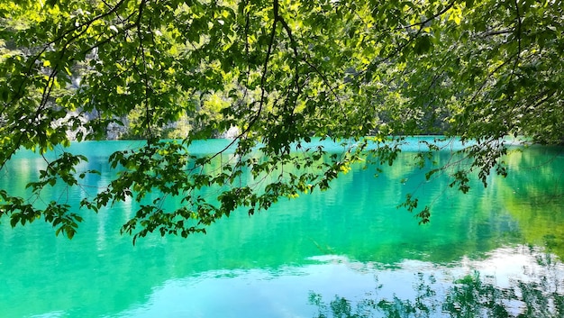Foto vista panorâmica do lago pelas árvores
