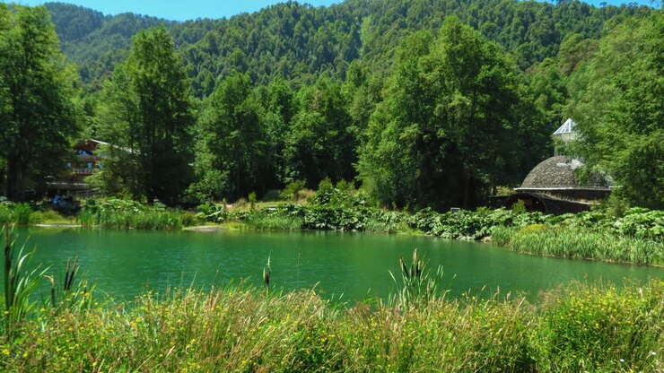 Foto vista panorâmica do lago por árvores e plantas