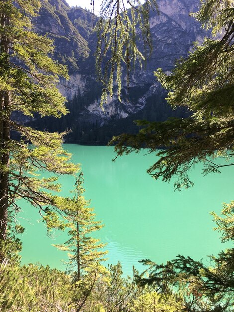 Foto vista panorâmica do lago por árvores na floresta