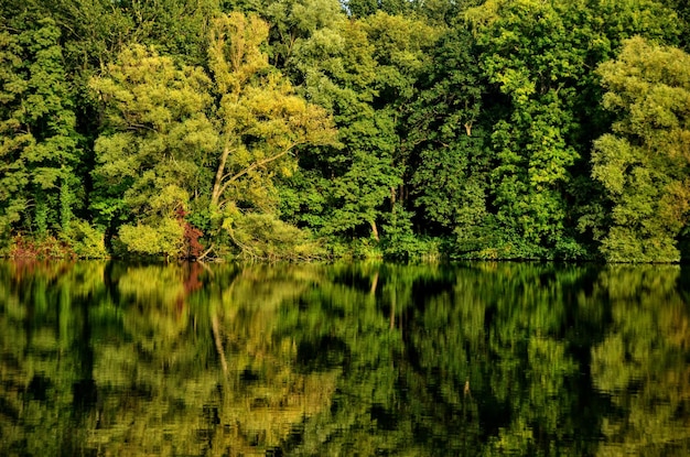 Vista panorâmica do lago por árvores na floresta