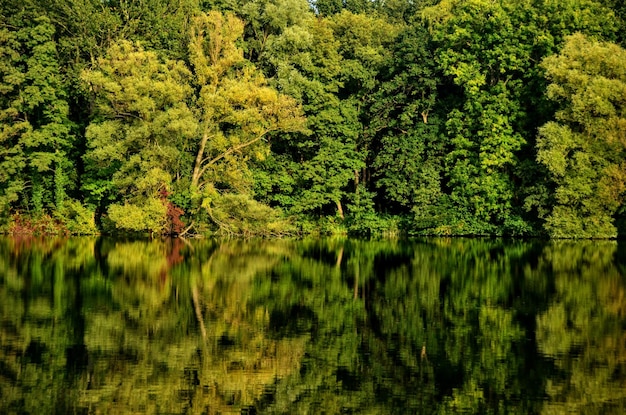 Foto vista panorâmica do lago por árvores na floresta