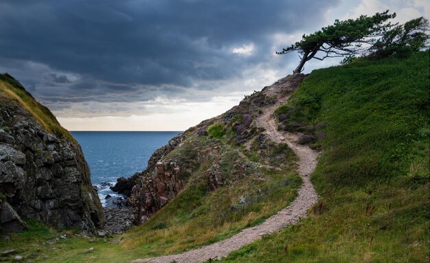 Vista panorâmica do mar contra o céu com uma trilha sinuosa para uma árvore gnarly