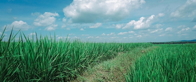 Vista panorâmica dos campos de arroz em um dia ensolarado e lindo céu azul