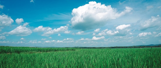 Vista panorâmica dos campos de arroz em um dia ensolarado e lindo céu azul