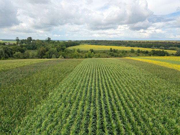 Vista panorámica desde drone sobre el campo agrícola de maíz en el día de verano contra el cielo nublado. Textura de fondo vegetal.