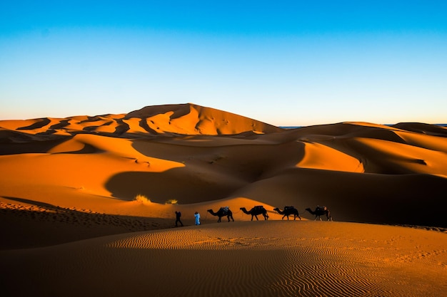 Vista panorámica de las dunas de arena en el desierto del Sáhara con hombres marroquíes con camellos en una caravana