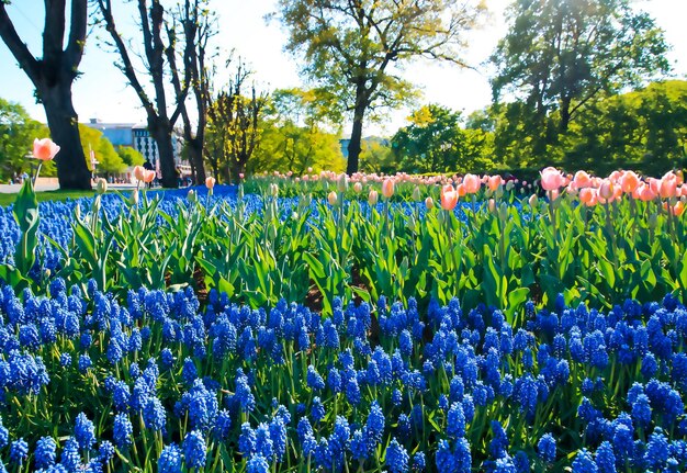 Vista panorâmica em um parque de primavera Flores em flor