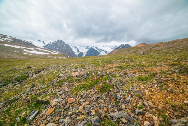 Vista panorámica escénica desde la colina cubierta de hierba verde iluminada por el sol hasta la alta cordillera nevada con cimas afiladas y glaciares bajo un cielo nublado gris Paisaje colorido con grandes montañas nevadas en un clima cambiante