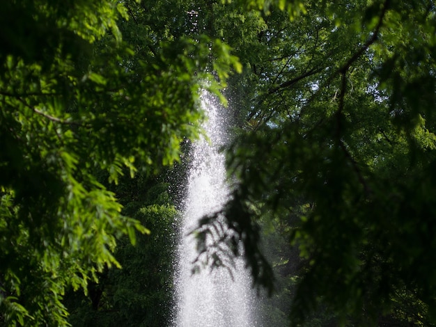 Foto vista panorámica de la fuente en medio de los árboles en el bosque