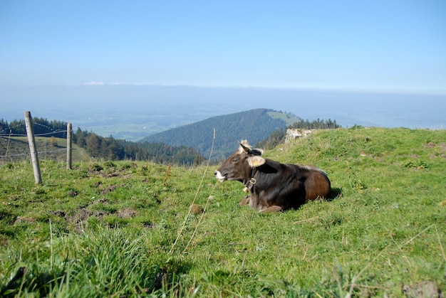 Vista panorámica de ganado sentado en la hierba contra un cielo despejado