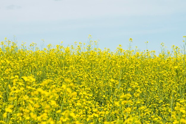 Vista panorámica de la granja de canola en canada