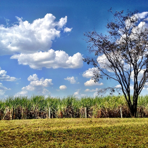 Foto vista panorámica de la granja contra el cielo nublado