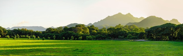 Vista panorámica de la hierba y el bosque.