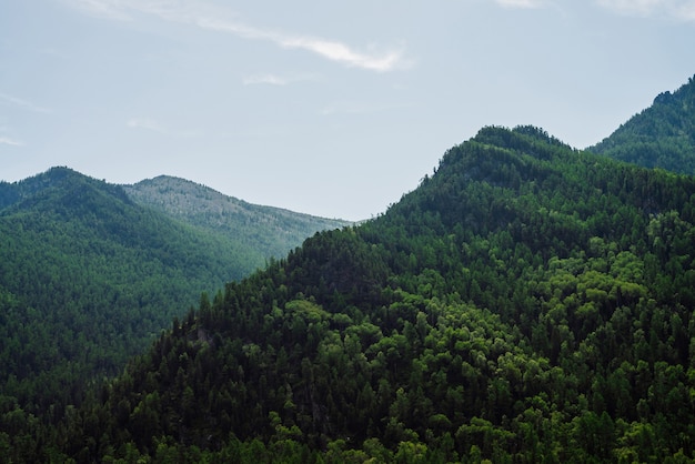 Vista panorâmica incrível para montanhas verdes completamente cobertas pela floresta sob um céu azul claro