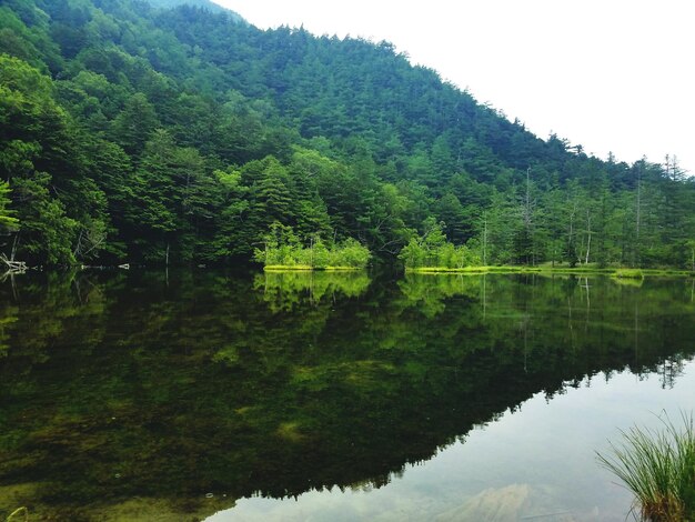 Foto vista panorámica del lago por los árboles en el bosque