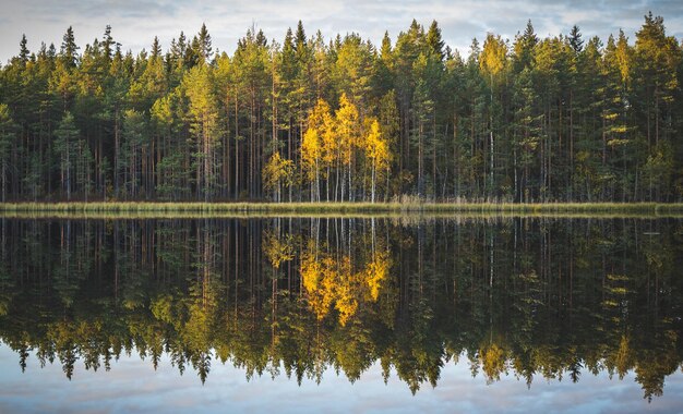 Vista panorámica del lago por los árboles en el bosque