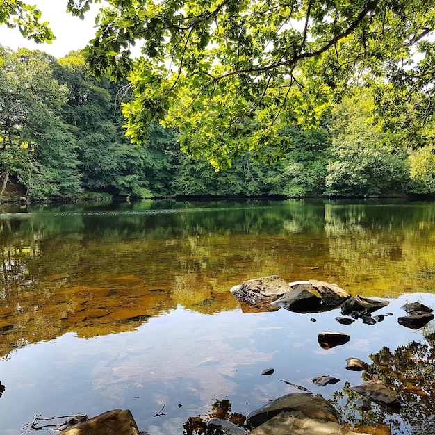 Vista panorámica del lago por los árboles contra el cielo