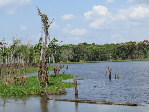 Foto vista panorámica del lago por los árboles contra el cielo