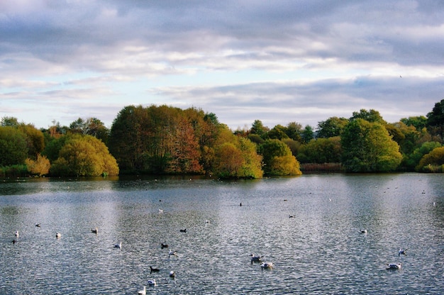 Vista panorámica del lago por los árboles contra el cielo