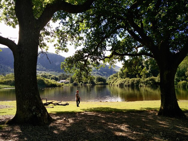 Foto vista panorámica del lago por los árboles en el parque