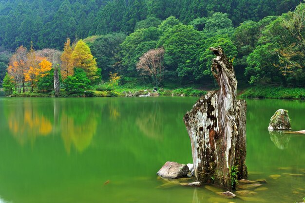 Foto vista panorámica del lago por los árboles
