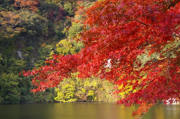 Foto vista panorámica del lago en el bosque durante el otoño