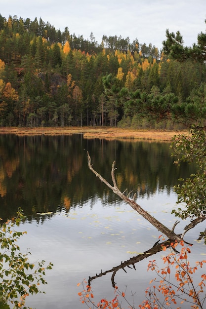 Foto vista panorámica del lago en el bosque durante el otoño