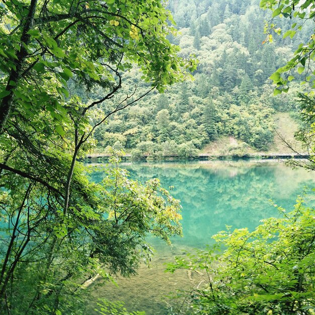 Foto vista panorámica del lago en el bosque