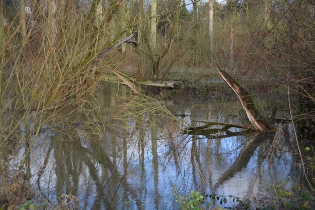 Vista panorámica del lago en el bosque